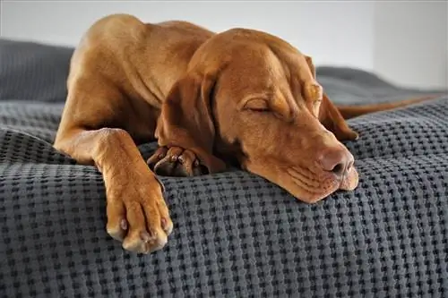 vizsla che dorme nel suo letto