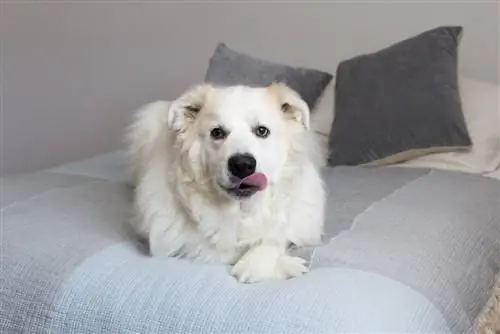 Cane da montagna dei Pirenei sdraiato sul letto guardando in alto con le zampe incrociate