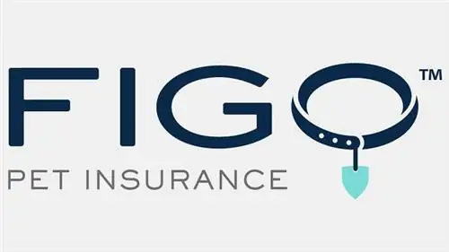 figo tsiaj insurance