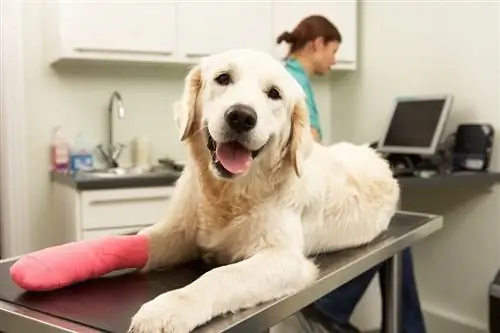 Maymun İşletme Images_shutterstock_golden retriever oyuncu kadrosu