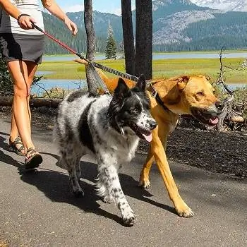 10 En İyi Çift Köpek Tasması & Kuplör – 2023 İncelemesi & En Çok Talep