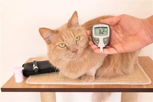 10 Pinakamahusay na Glucose Meter para sa Mga Pusa – 2023 Mga Review & Gabay sa Mamimili