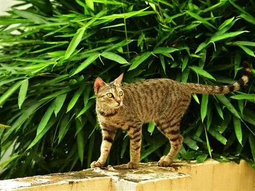 kucing berjalan di depan daun bambu