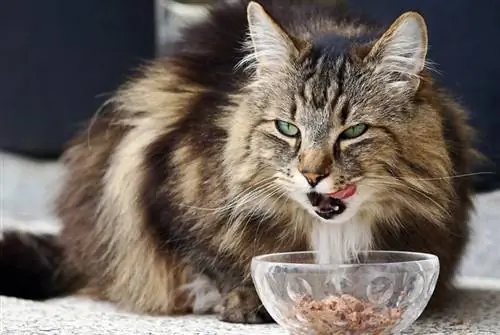 un gatto delle foreste norvegesi che mangia da una ciotola