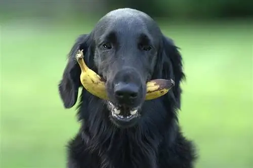 anjing hitam dengan pisang