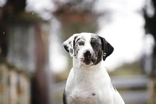 Catahoula Bulldog (Catahoula Leopard Dog & American Bulldog Mix): informacije, slike, lastnosti & Dejstva