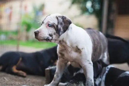 Schwarz-weißer Catahoula Bulldog-Welpe