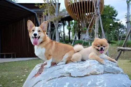 Prembroke Welsh Corgi a Pomeranian_Amornwan Padmadilok_shutterstock