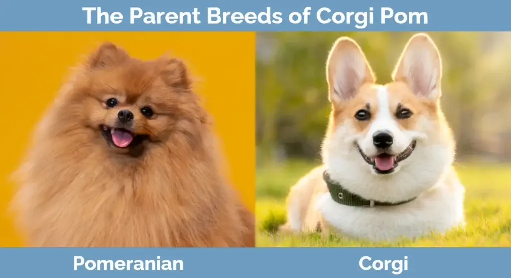 De ouderrassen van Corgi Pom