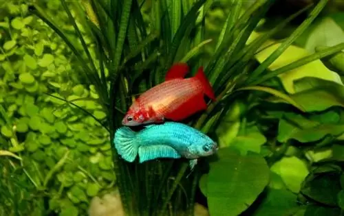 ribica betta v akvariju