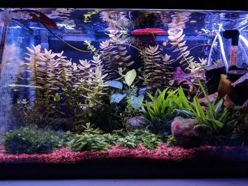 akvarium om natten