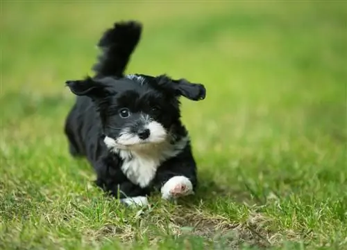 Cachorro Bichón Habanero corriendo sobre el césped