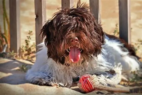 Havanese honde ras inligting