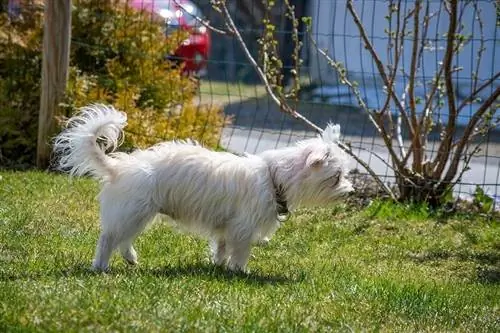 Havanese honde ras inligting