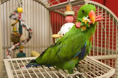 pet bird electus pappagallo che gioca con il giocattolo