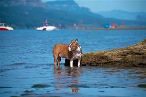 Boston terrier