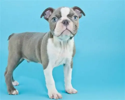 Terrier Boston Biru