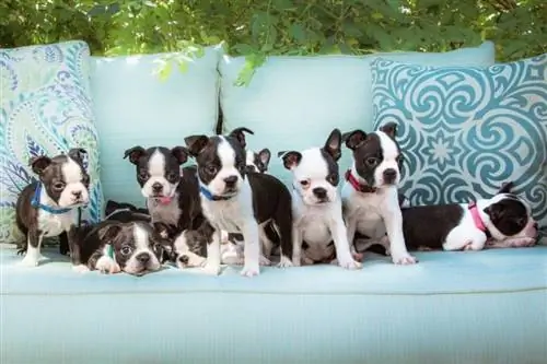 6 Boston Terrier Colors & Marcações (com fotos)