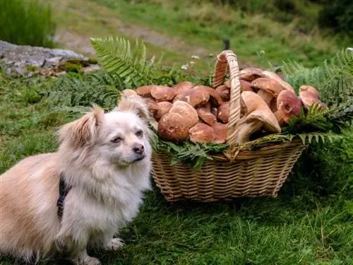 perro con cesta de champiñones