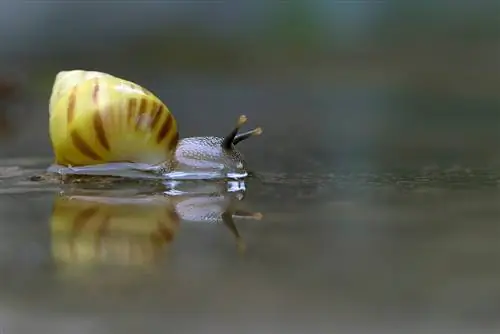 So werden Sie Teichschnecken in 6 Schritten los (ohne den Fischen zu schaden)