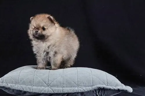 puppy pomeranian