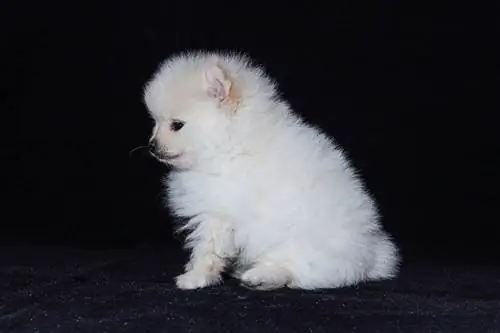 pandangan sisi anak anjing pomeranian