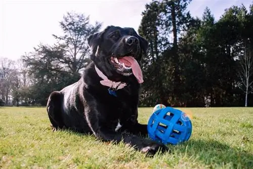 Labrador Corso mbwa wa kuzaliana mchanganyiko