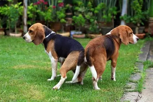 perros beagle apareándose en el jardín