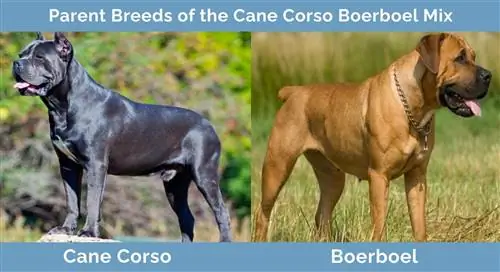 Mga Parent Breed ng Cane-Corso-Boerboel-Mix