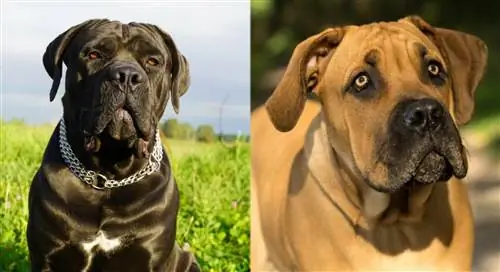 Cane Corso Boerboel aralashmasi haqida ma'lumot: rasmlar, temperament & xususiyatlari