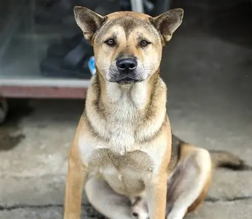 Anjing Hmong menjaga rumah