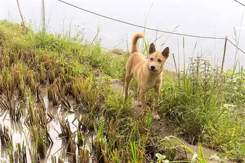 Hmong-Hund auf Reisfeld