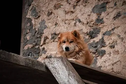 Hmong Dog lub Hmong Dock Tailed Dog leżący na podłodze