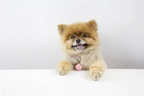 ቴዲ ድብ pomeranian