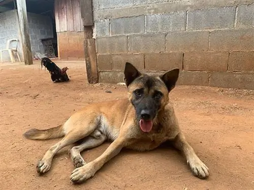 Anjing Hmong di luar rumah