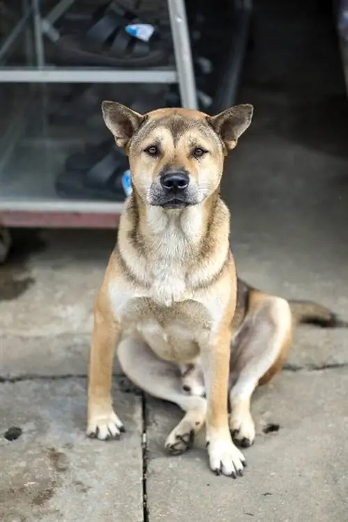 Anjing Hmong menjaga rumah