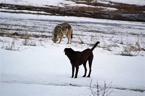 coyote selvatico e cane nella neve