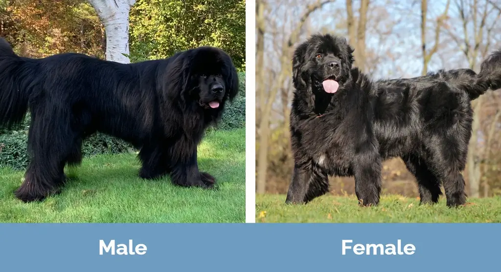 Anjing Newfoundland Lelaki vs Perempuan - Perbezaan Visual