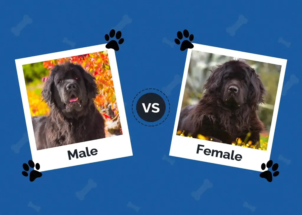 Macho vs Fêmea Newfoundland Dog: Principais diferenças (com fotos)