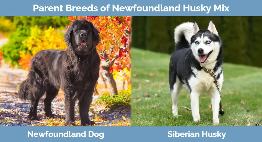 Raças progenitoras de Newfoundland Husky Mix