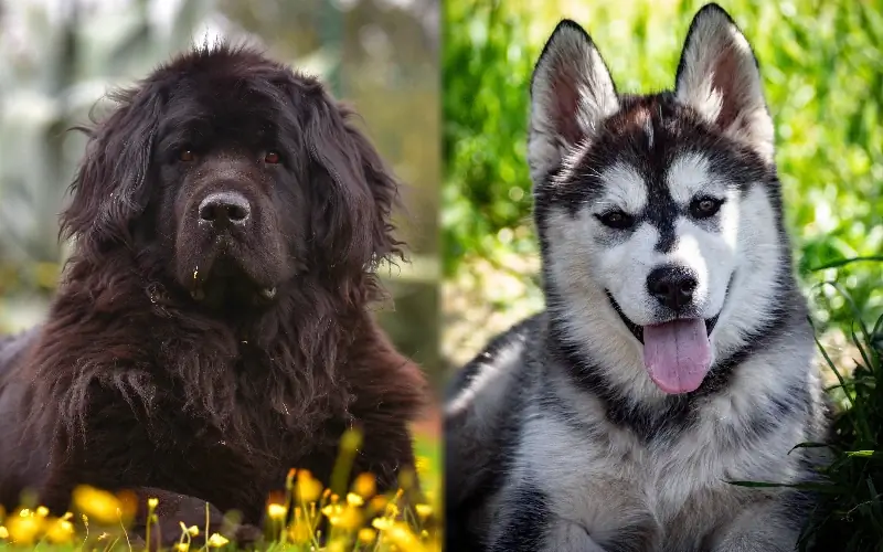 Newfoundland Dog Husky Mix Breed Info: Gambar, Temperamen & Sifat