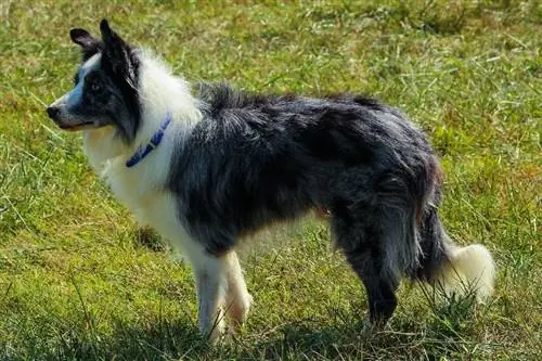 collie sempadan biru dan putih