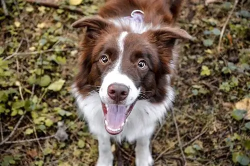 border collie de xocolata