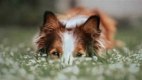 border collie com marcações de ponto