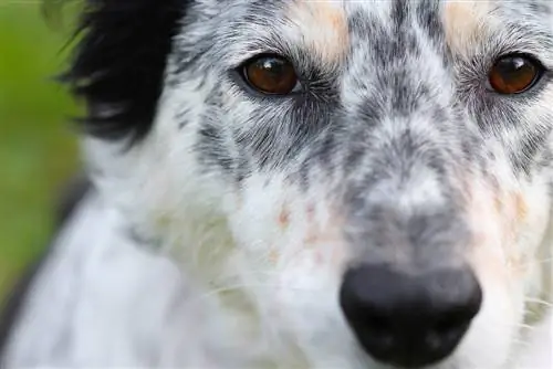 close-up de border collie marcado