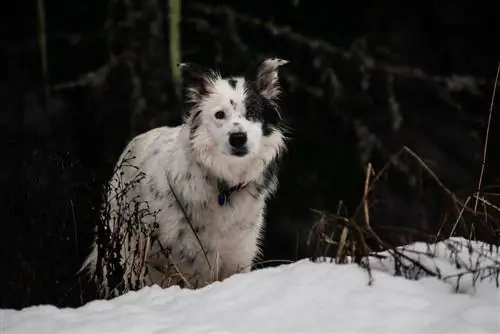 collie sempadan berbintik