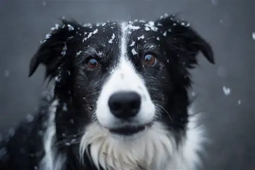 collie sempadan hitam dan putih