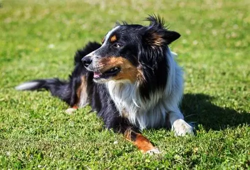 collie sempadan berwarna tiga