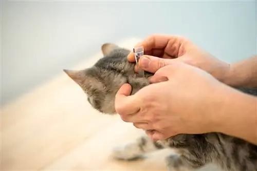 aplicando tratamiento antipulgas al gato