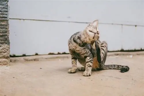 Gato rascándose detrás de las orejas